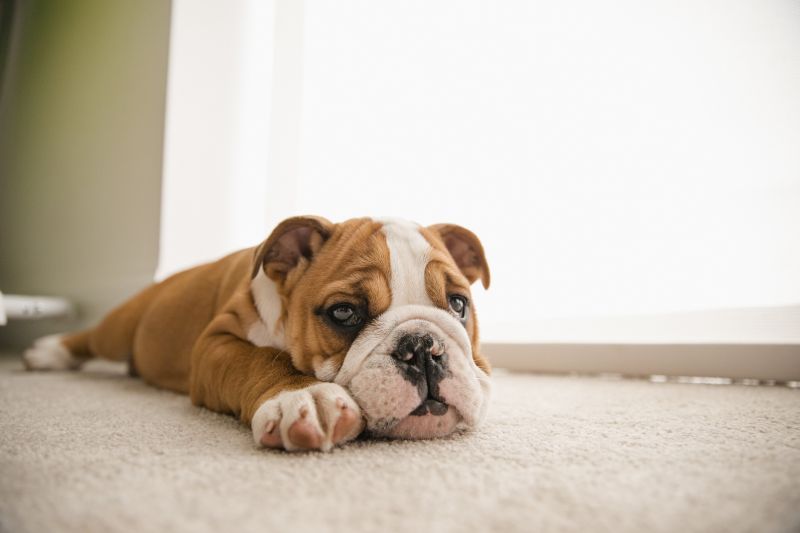 Carpet Burn Repair in Overland Park, KS